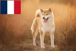 Lees meer over het artikel Shiba fokkers en pups in Frankrijk