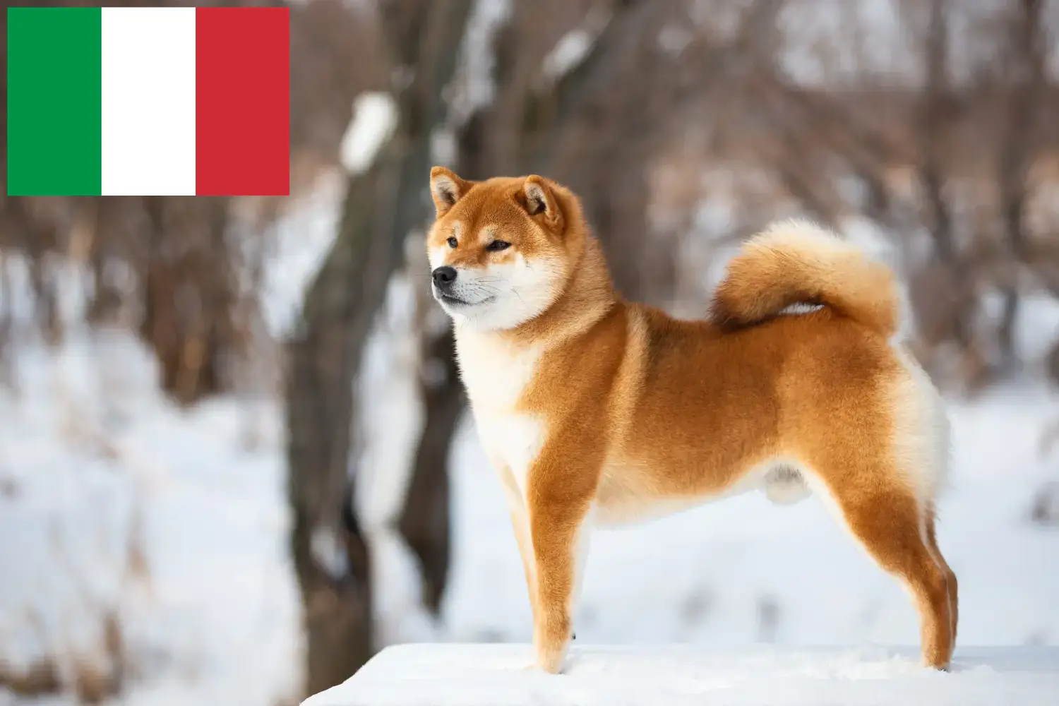 Shiba puppy's en fokkers Italië Hier vind je Shiba fokkers in Italië.