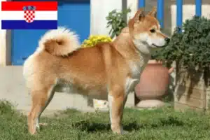 Lees meer over het artikel Shiba fokkers en puppy’s in Kroatië