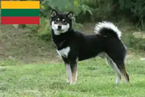 Lees meer over het artikel Shiba fokkers en pups in Litouwen