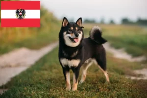 Lees meer over het artikel Shiba fokkers en pups in Oostenrijk