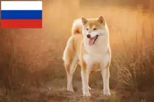 Lees meer over het artikel Shiba fokkers en puppies in Rusland
