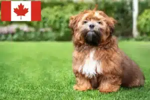 Lees meer over het artikel Shichon fokkers en pups in Canada