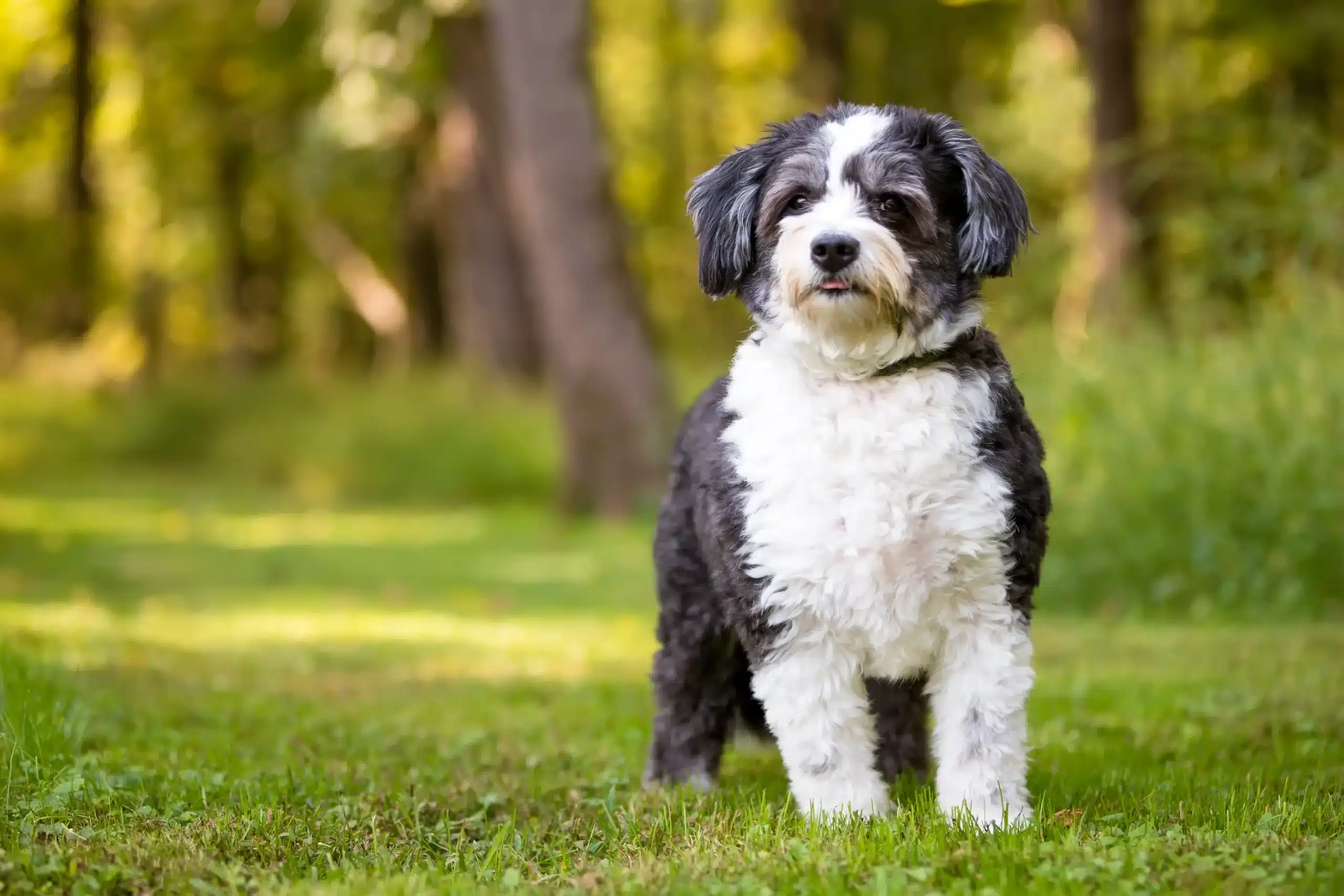 Lees meer over het artikel Shih-Poo fokker