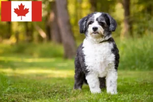 Lees meer over het artikel Shih-Poo fokkers en pups in Canada