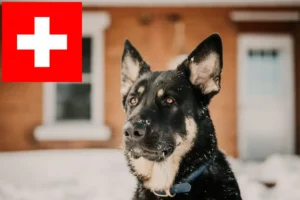 Lees meer over het artikel Shiloh Shepherd fokkers en pups in Zwitserland