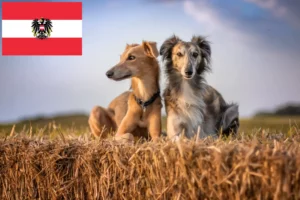 Lees meer over het artikel Silken Windsprite fokkers en pups in Oostenrijk