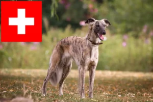 Lees meer over het artikel Silken Windsprite fokkers en pups in Zwitserland