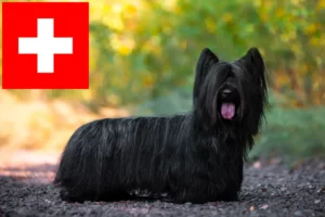 Lees meer over het artikel Skye Terrier fokkers en pups in Zwitserland