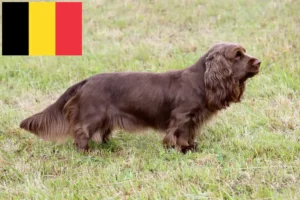 Lees meer over het artikel Sussex Spaniel fokkers en pups in België