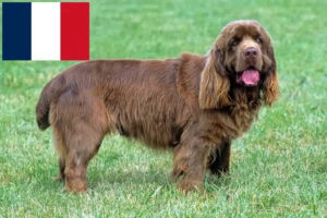 Lees meer over het artikel Sussex Spaniel fokkers en pups in Frankrijk