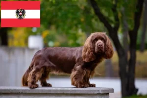 Lees meer over het artikel Sussex-Spaniel fokkers en pups in Oostenrijk