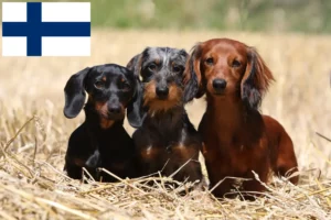 Lees meer over het artikel Teckelfokkers en puppies in Finland