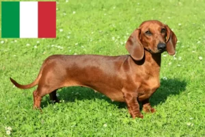 Lees meer over het artikel Teckelfokkers en puppies in Italië