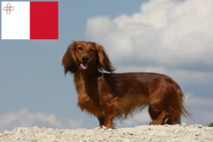 Lees meer over het artikel Teckelfokkers en puppies in Malta