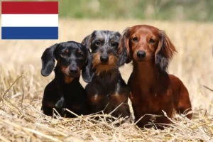 Lees meer over het artikel Teckelfokkers en puppies in Nederland