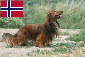 Lees meer over het artikel Teckelfokkers en puppies in Noorwegen