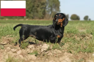 Lees meer over het artikel Teckelfokkers en puppies in Polen
