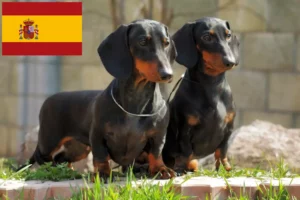 Lees meer over het artikel Teckelfokkers en puppies in Spanje