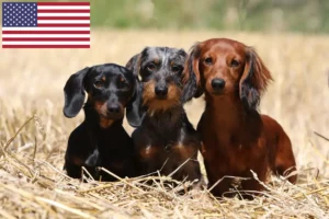 Lees meer over het artikel Teckelfokkers en puppy’s in de VS