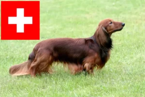 Lees meer over het artikel Teckelfokkers en puppies in Zwitserland