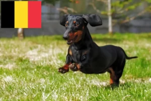 Lees meer over het artikel Teckelfokkers en puppies in België