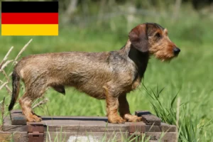 Lees meer over het artikel Teckelfokkers en puppies in Duitsland
