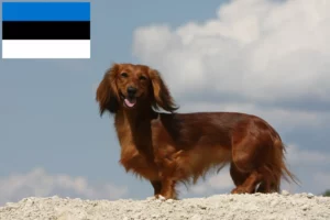 Lees meer over het artikel Teckelfokkers en puppies in Estland