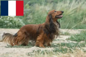 Lees meer over het artikel Teckelfokkers en puppies in Frankrijk
