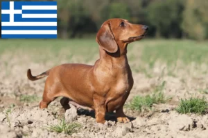 Lees meer over het artikel Teckelfokkers en puppies in Griekenland