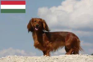 Lees meer over het artikel Teckelfokkers en puppies in Hongarije
