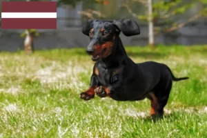 Lees meer over het artikel Teckelfokkers en puppy’s in Letland