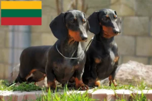 Lees meer over het artikel Teckelfokkers en puppies in Litouwen