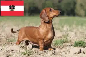 Lees meer over het artikel Teckelfokkers en puppies in Oostenrijk