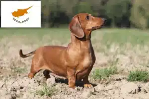 Lees meer over het artikel Teckelfokkers en puppies in Cyprus