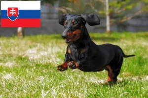 Lees meer over het artikel Teckelfokkers en puppies in Slowakije
