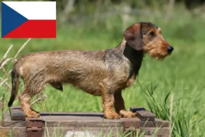 Lees meer over het artikel Teckelfokkers en puppies in Tsjechië