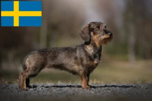 Lees meer over het artikel Teckelfokkers en puppy’s in Zweden
