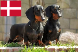 Lees meer over het artikel Teckelfokkers en puppy’s in Denemarken