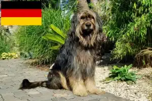 Lees meer over het artikel Wäller fokkers en pups in Duitsland