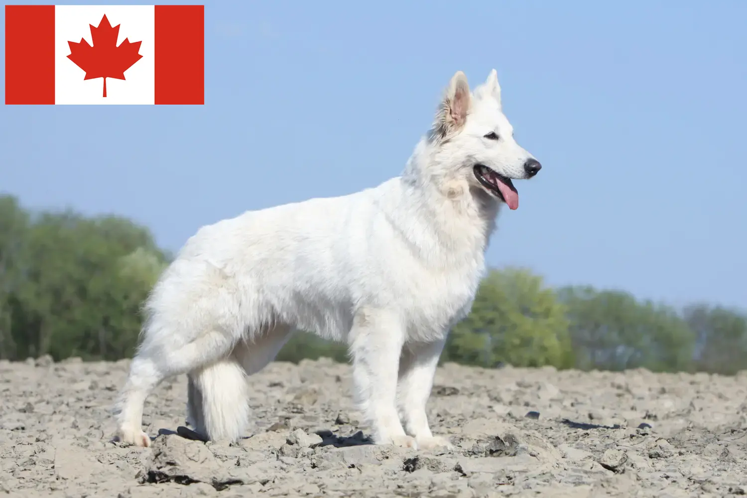 Witte Zwitserse Herder Puppies en Fokker Canada Zoek naar fokkers van Witte Zwitserse Herdershonden in Canada.