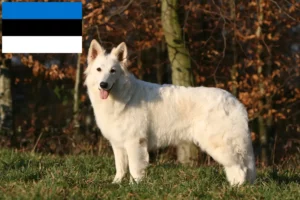 Lees meer over het artikel Witte Zwitserse Herdershond Fokker en Puppies in Estland