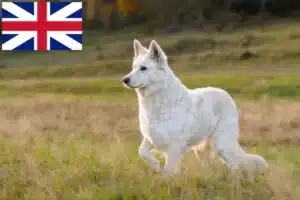Lees meer over het artikel Witte Zwitserse Herdershond Fokkers en Puppies in Groot-Brittannië