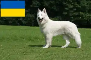 Lees meer over het artikel Witte Zwitserse Herdershond Fokker en Puppies in Oekraïne