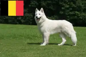 Lees meer over het artikel Witte Zwitserse Herdershond Fokker en Puppies in België