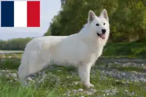 Lees meer over het artikel Witte Zwitserse Herdershond Fokker en Puppies in Frankrijk