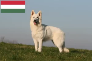 Lees meer over het artikel Witte Zwitserse Herdershond Fokker en Puppies in Hongarije