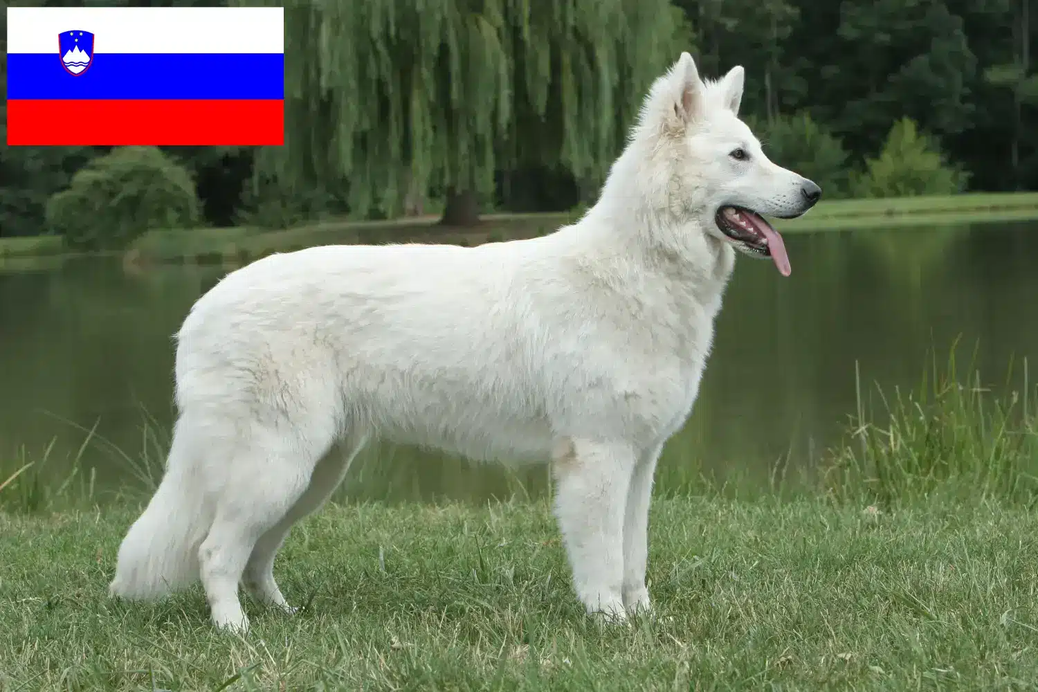 Witte Zwitserse Herder Puppies en Fokker Slovenië Zoek naar fokkers van Witte Zwitserse Herdershonden in Slovenië.