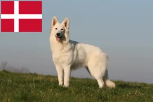 Lees meer over het artikel Witte Zwitserse Herdershond Fokker en Puppies in Denemarken