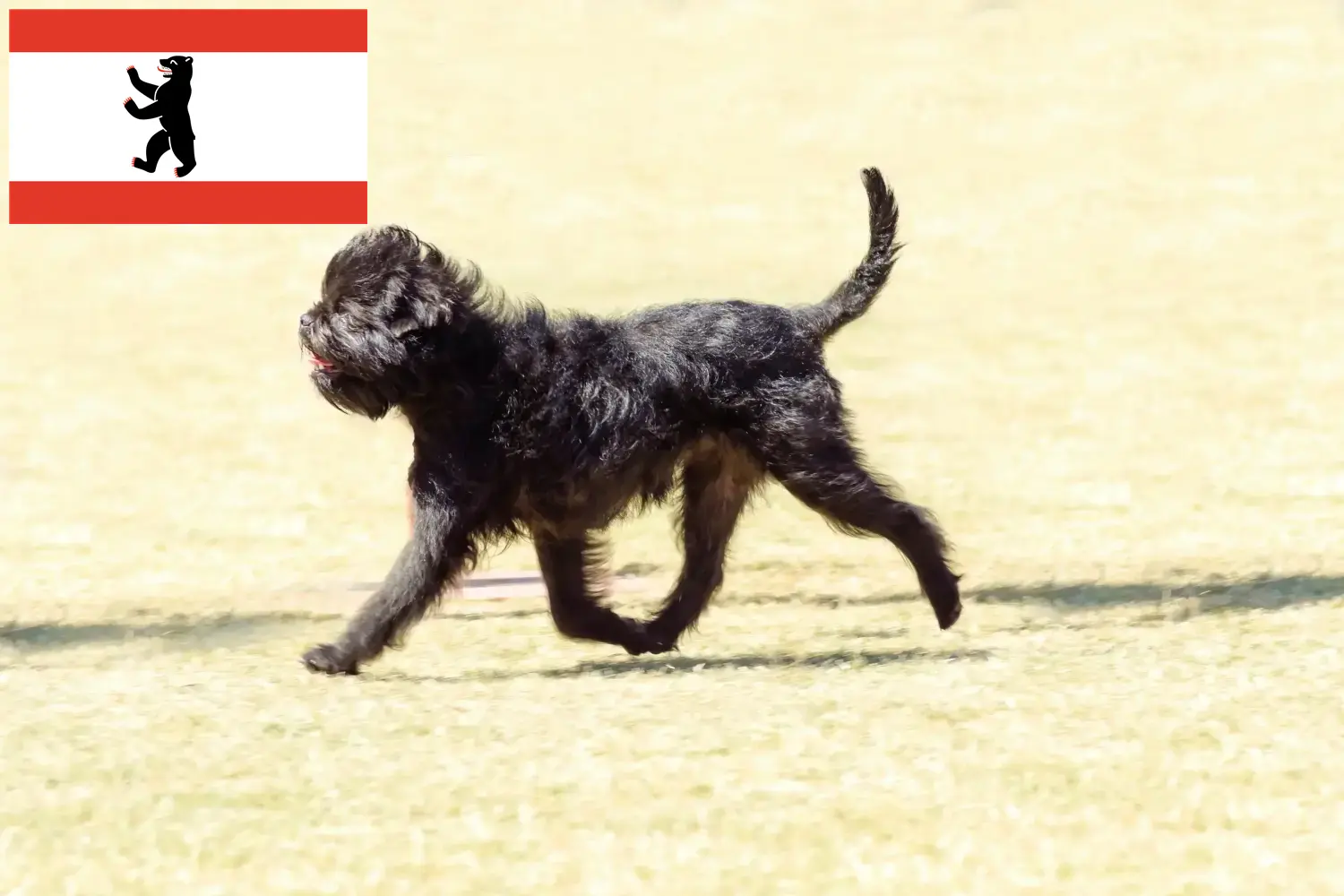 Affenpinscher puppies en fokkers Berlijn Hier vind je Affenpinscher fokkers in Berlijn.